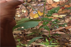 Desmodium benthamii